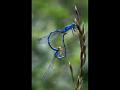 657 - PAIRED COMMON BLUE - RADDEN PAUL - united kingdom